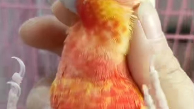 太阳鹦鹉中最漂亮的香吉士