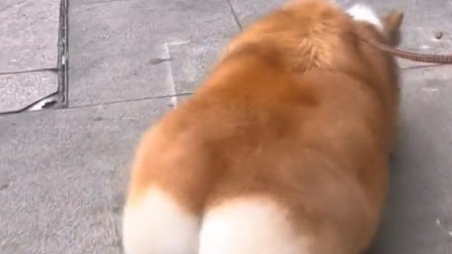 柯基出门散步，胖到走路一扭一拐