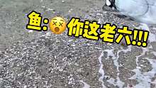当鱼遇到老六的话，我觉得鱼如果会说脏话，绝对会骂人