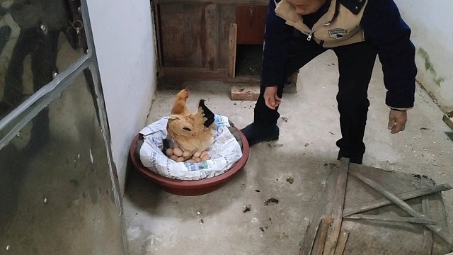 平时你所说的“艹蛋”这个词你知道出自哪里吗？今天家里孵小鸡涨知识了