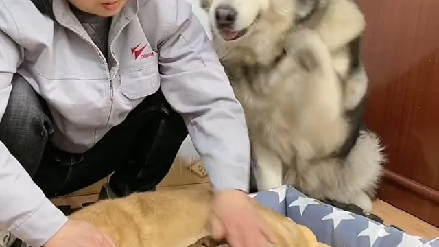 每天必须稀罕一下小奶狗