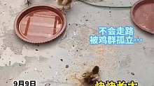 “鸡坚强”遇上好主人！小鸡仔出