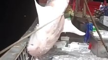 渔民误捕国家保护动物鲸鲨，渔民：太能吃了，马上放走