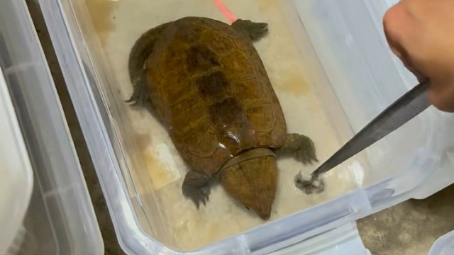 永春县鹰嘴龟养殖场