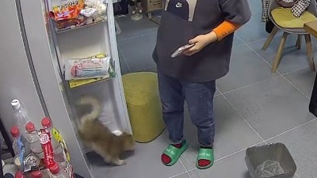 猫咪趁主人不注意溜进冰箱，“把猫咪关进冰箱只要一步，一不留神就完成了”