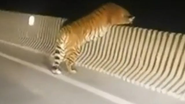 这只单身虎趴在护栏上，瞧什么呢