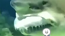 鲨鱼：打个哈欠 差点把假牙打出来