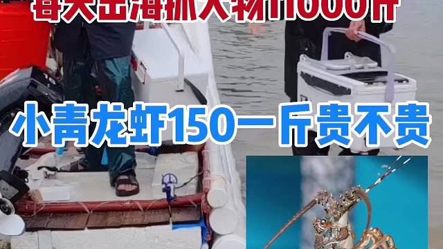 广东普宁94年小伙，出海抓小青龙150一斤，贵不贵