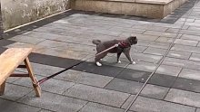 倔强猫咪硬要遛弯 猫：没有什么可以阻挡