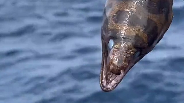 修炼5000千年的内丹都吐出来了