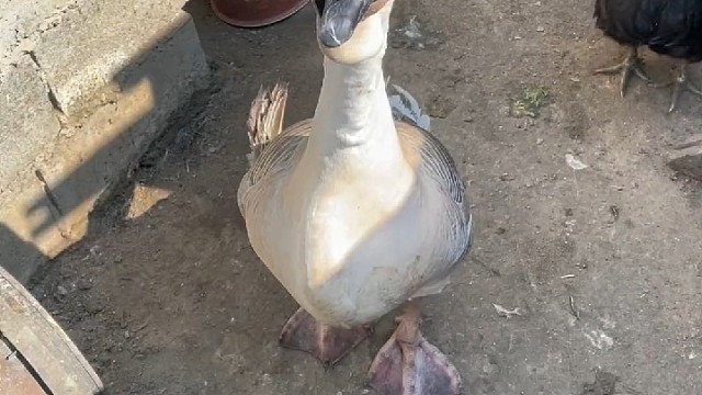 歪嘴鹅你们见过吗