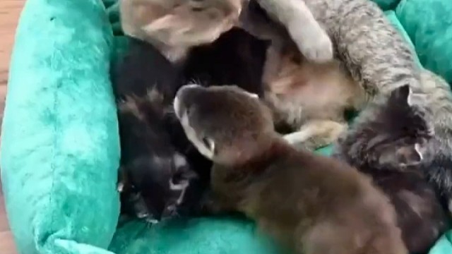 猫妈妈：有点怪，但怪的不多~