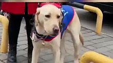 导盲犬带着主人在盲道行走，迎面碰上路人礼貌避让，却遭到路人的训斥
