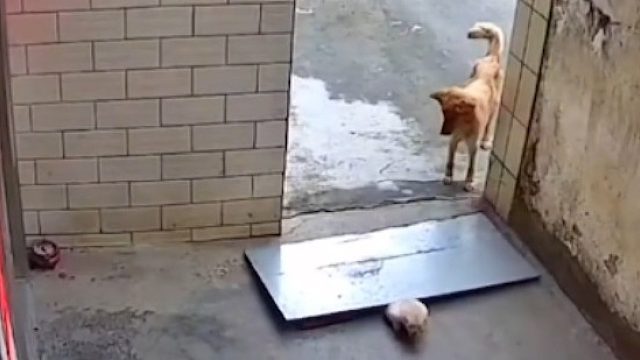 大狗翻越铁板不慎误伤小狗 小狗挣扎着爬出来