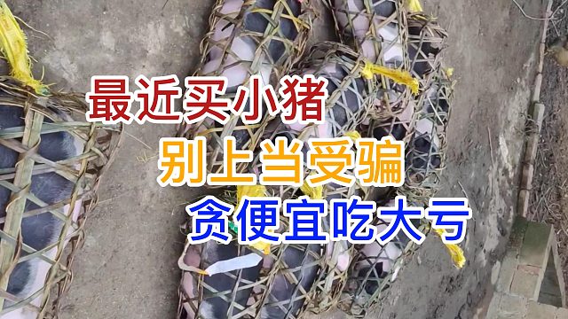 最近买小猪的 千万别上当受骗 贪小便宜吃大亏#养猪人 #自繁自养 #农村养猪 #三农  #养猪知识