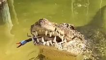 鳄鱼咬碎螃蟹
