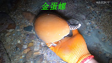 阿平赶海收获了一个金色的大海螺，还遇到了兰花蟹在拖着猎物跑