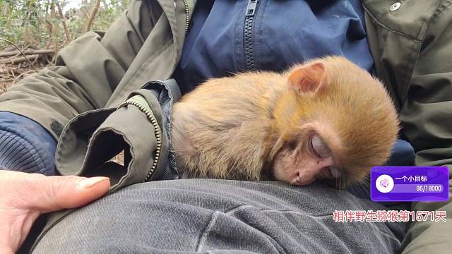 抱抱小吃货