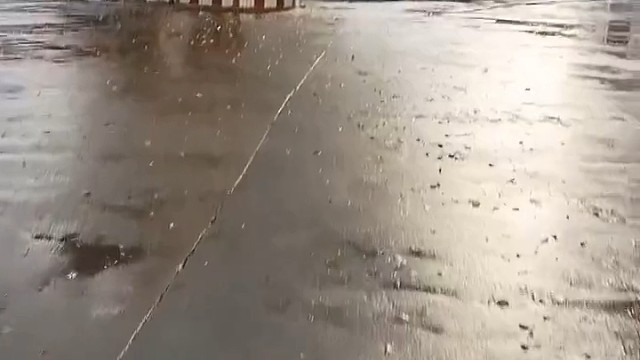 狗：我承认我刚才声音有点大