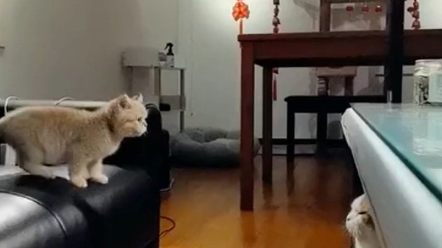 猫是老虎的师傅