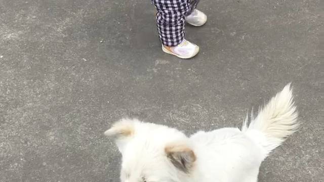 溜猫逗狗，你最行。