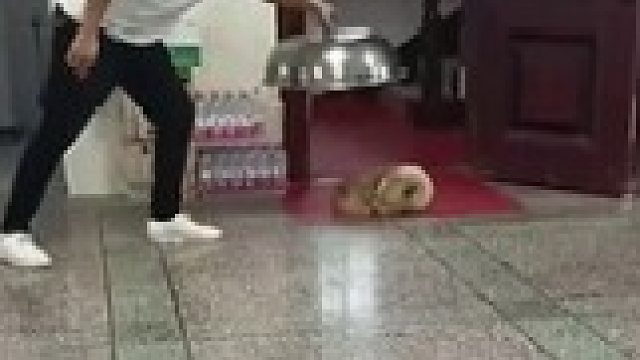 男子拿锅盖盖住睡觉的小狗，小狗被吓醒，到底谁是狗？