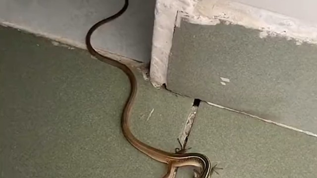 画蛇添足没毛病啊