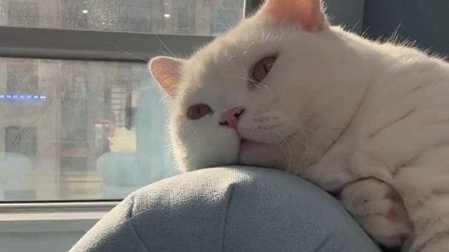 原来你是这样的小猫咪