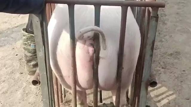 网友用电棍电猪赶上车，猪：别往中间怼啊，你礼貌吗