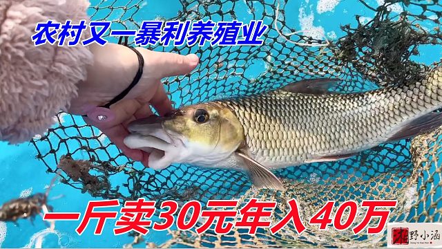 农村又一暴利养殖业，30元一斤好卖，市场需求大，劳动力很小！