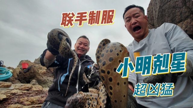 这种海洋生物极其危险，赶海遇到它一定要远离，不然哭都来不及