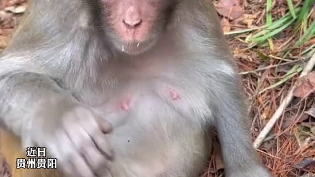 高手在山中，猴子拨鸡蛋手法太娴熟了