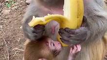 这只猴子吃香蕉也太讲究了