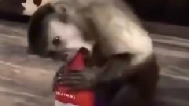 除了说人话，什么都会