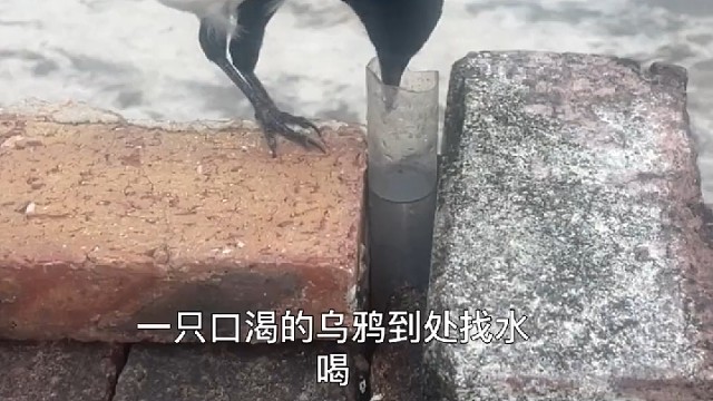 真正的乌鸦喝水