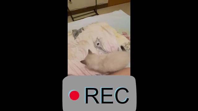 爱玩的猫咪运气不会差