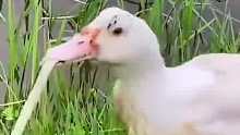 管他长虫短虫，是虫就归鸭吃