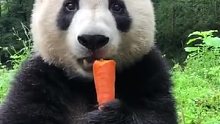 熊猫：为了防止大小脸，左咬右咬，真香！