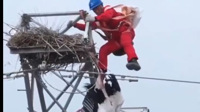 大鸟被悬空夹住，电力工人爬53米高塔救下