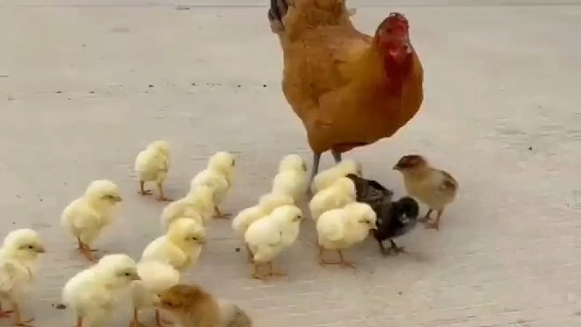 拐卖鸡娃跟着狗哥走了啊