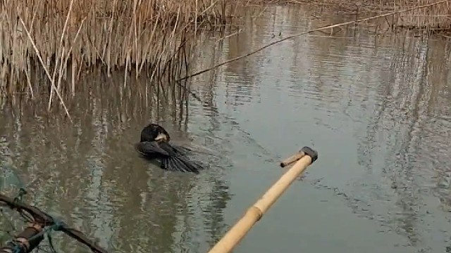 这条鱼的重量超过这只鱼鹰了