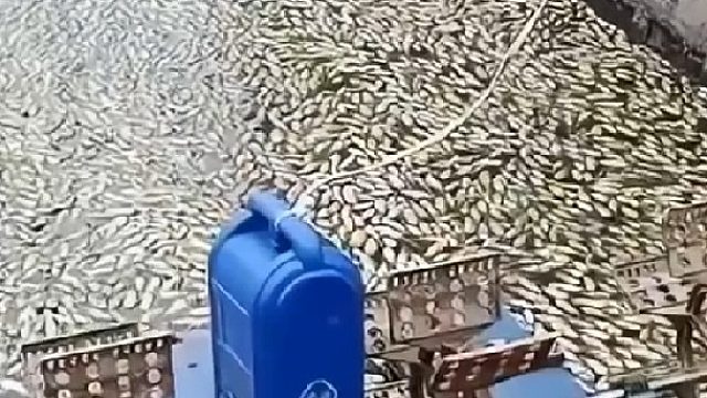 几万斤鱼顷刻间全部死亡，父母一辈子积蓄全没了