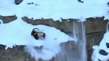 雪豹追捕岩羊时不慎掉下悬崖，这次恐怕是凶多吉少了