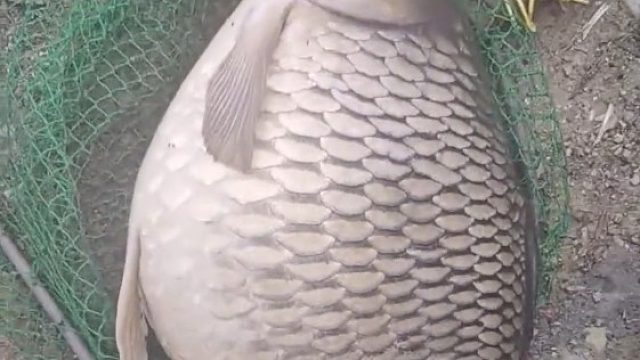 网友捕到一条满籽的鱼，不忍心杀害，遂将其放生