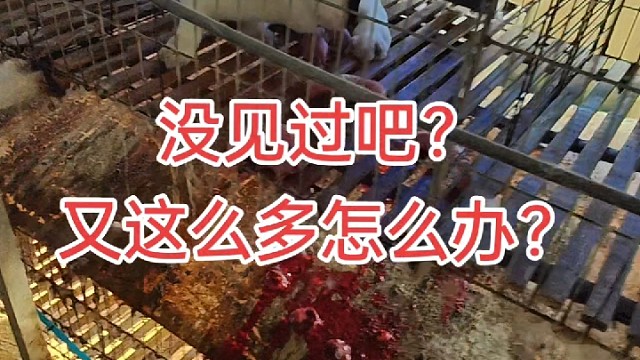 兔子一年能生几胎？一胎能生多少个啊？大家知道没有