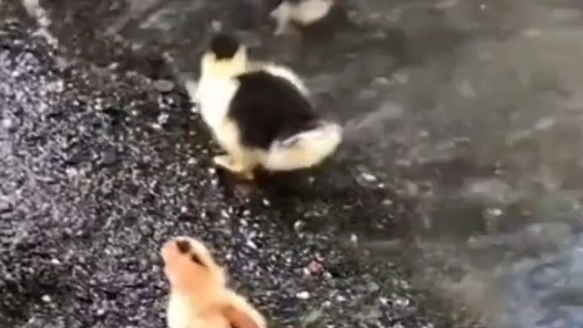 老母鸭把一个鸡蛋孵化出来了一个小鸡！这个小鸡居然会游泳