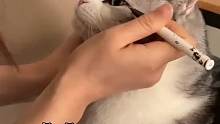 女生给猫咪画眼线，猫咪也很配合