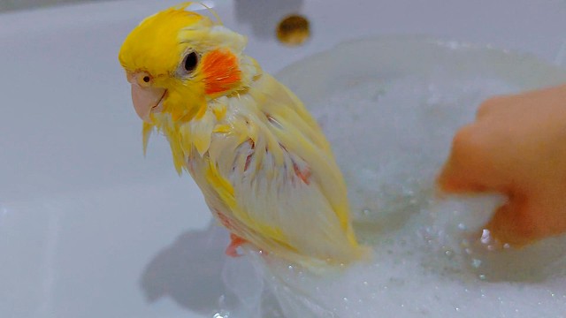 小黄鸡洗澡澡
夹子音自然来