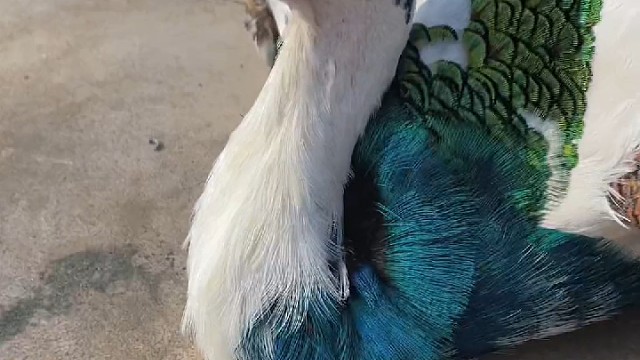 来和我一起欣赏这只艺术品吧——青花孔雀之魅；孔雀世界的“花花公子”#