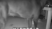 狗狗为了偷吃主人4个汉堡，心理斗争挣扎一夜，主人：从1点忍到4点没下口
